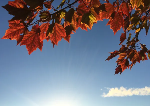 Blue Skies and Golden Rays: Saturday’s Stellar Autumn Outlook